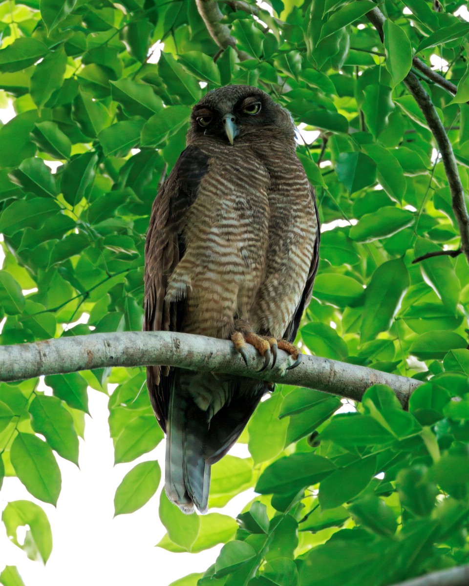 Nínox Rojizo - ML645252920