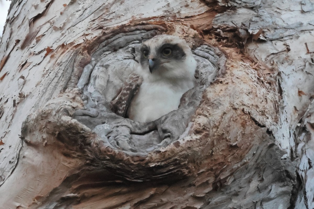 Nínox Rojizo - ML645252921