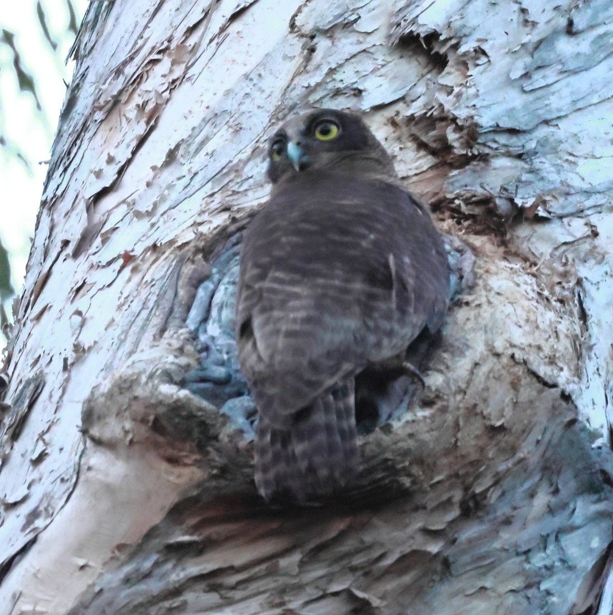 Nínox Rojizo - ML645252922