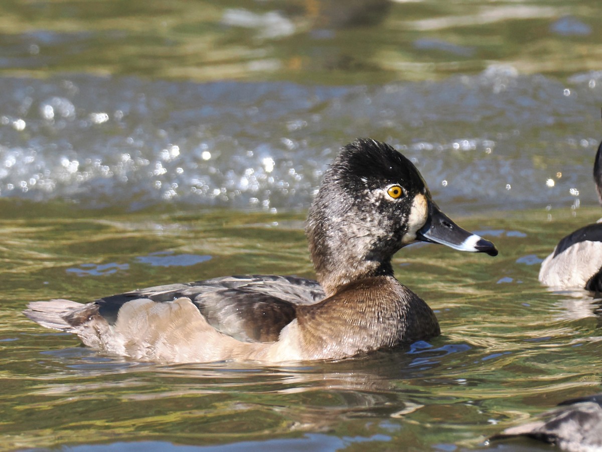 Ring-necked Duck - ML645252926