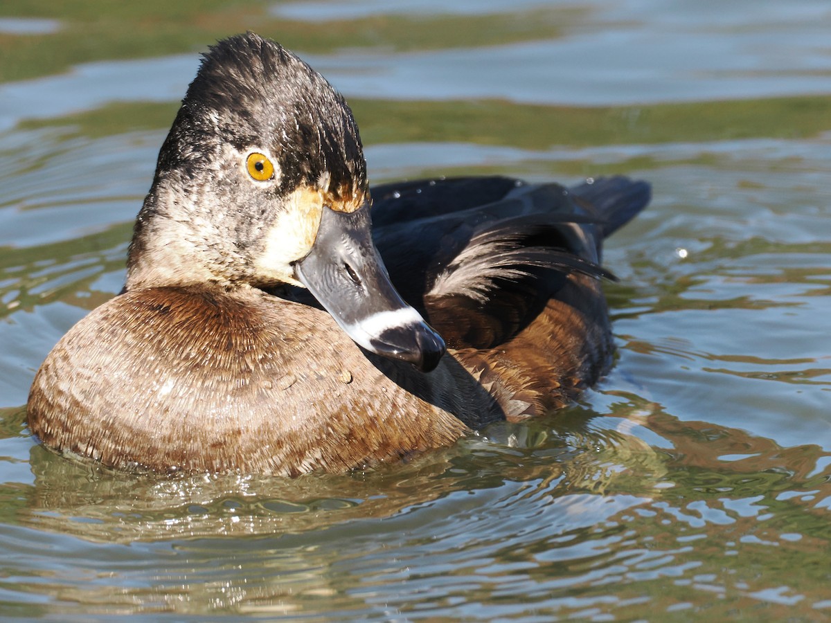 Ring-necked Duck - ML645252927