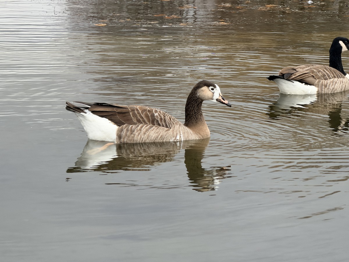 tanımsız kaz (Anser/Branta sp.) - ML645252932