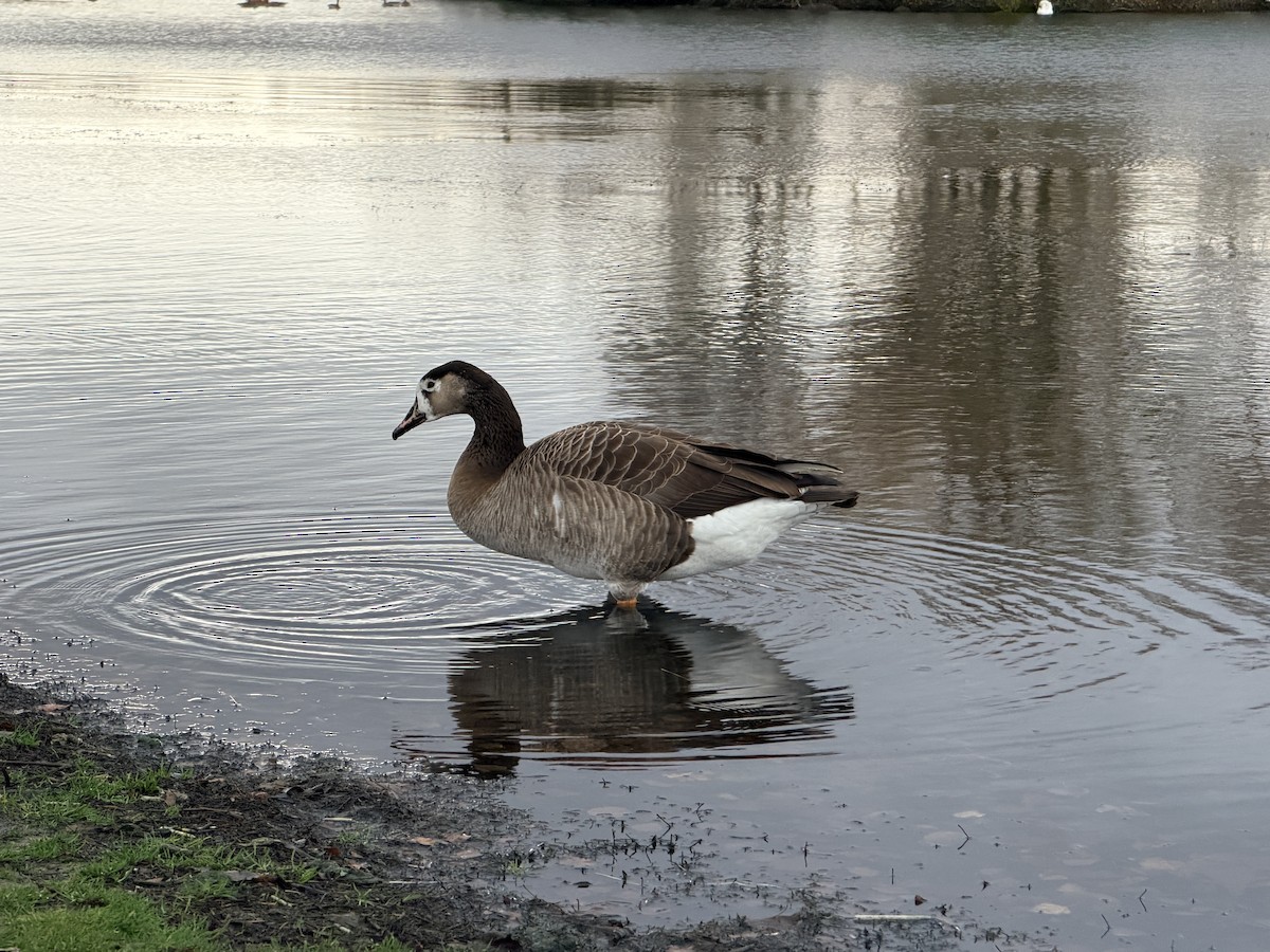 tanımsız kaz (Anser/Branta sp.) - ML645252933