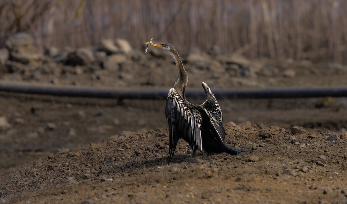 orientslangehals - ML645252935