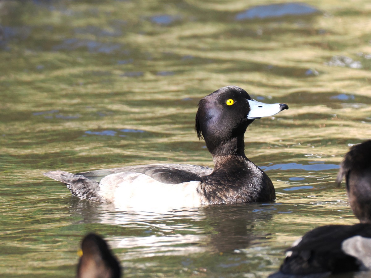 Tufted Duck - ML645252937