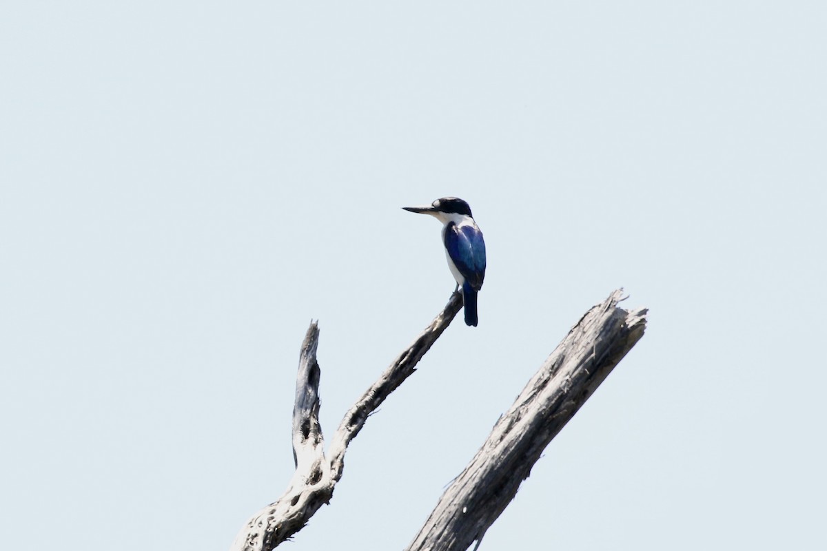 Forest Kingfisher - ML645252938
