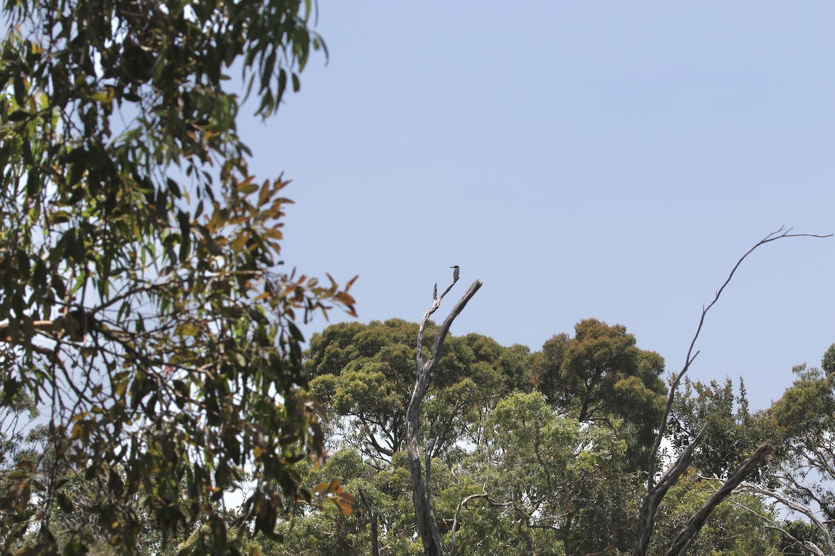 Forest Kingfisher - ML645252940