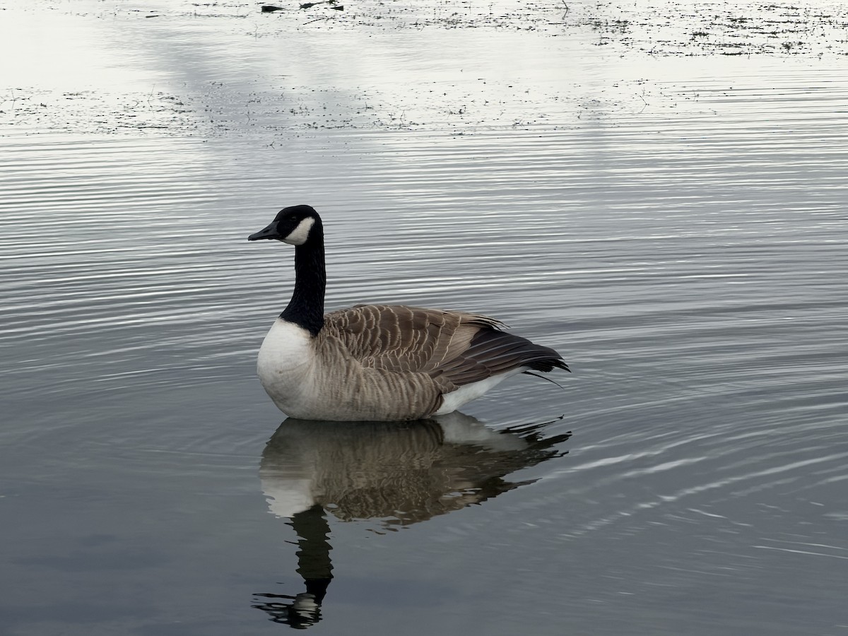 Barnacla Canadiense Grande - ML645252943