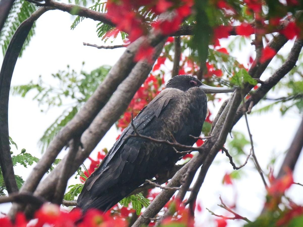 פריגט גדול - ML645252953