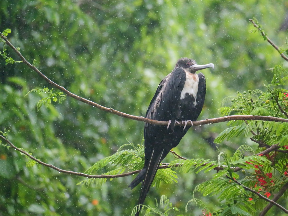 פריגט גדול - ML645252955