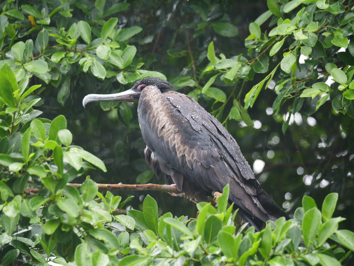 פריגט גדול - ML645252956