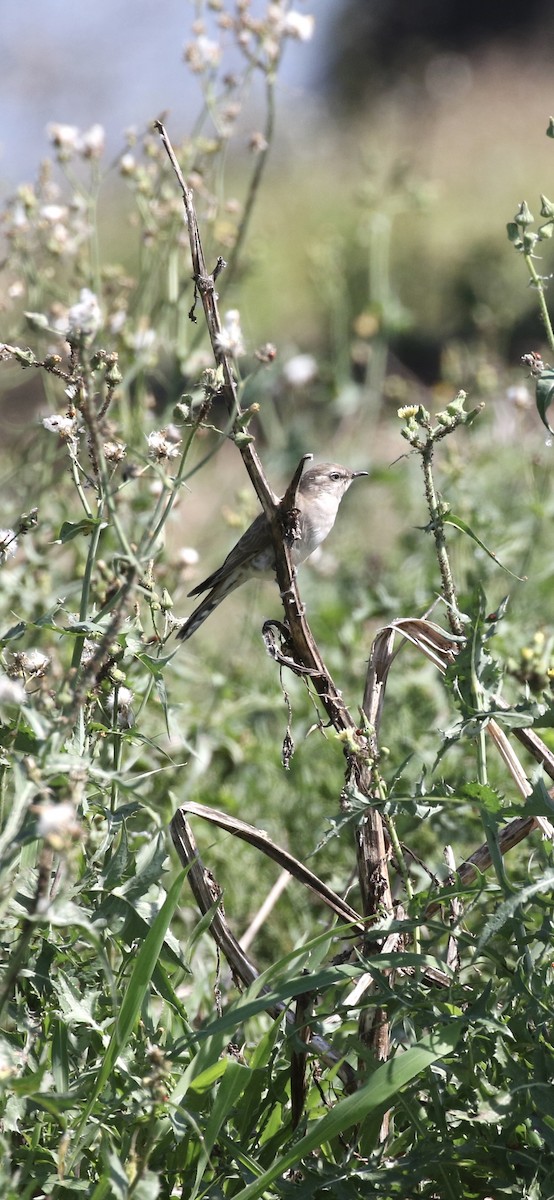 Horsfield's Bronze-Cuckoo - ML645252966
