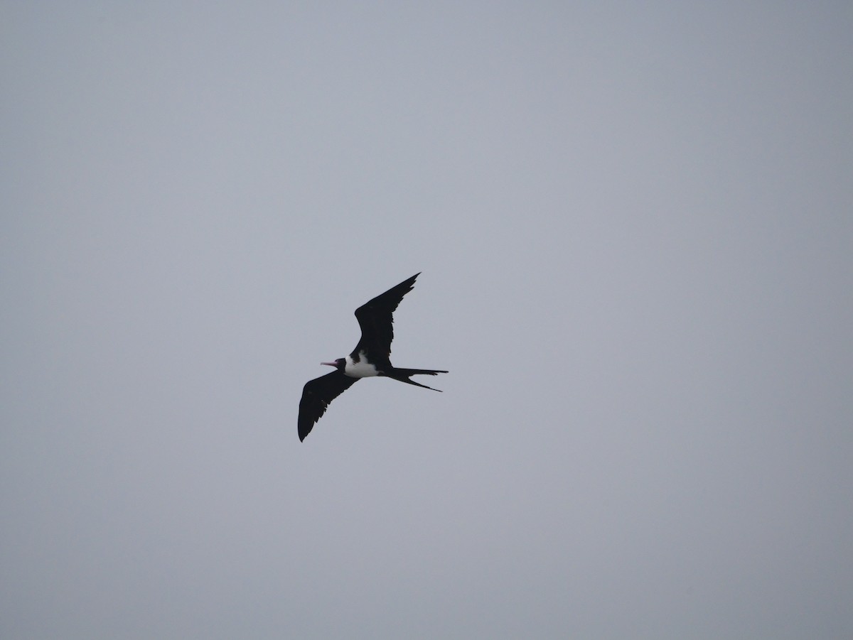 Christmas Island Frigatebird - ML645252969