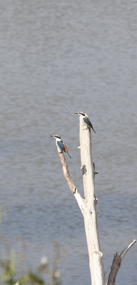 Red-backed Kingfisher - ML645252977