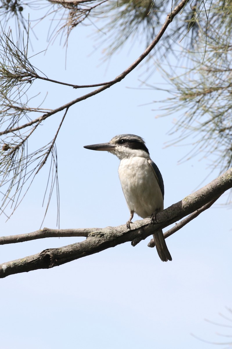 Red-backed Kingfisher - ML645252978