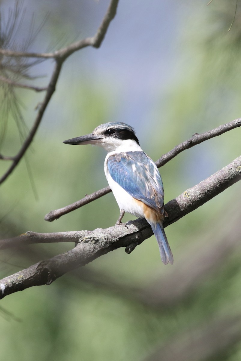 Red-backed Kingfisher - ML645252979