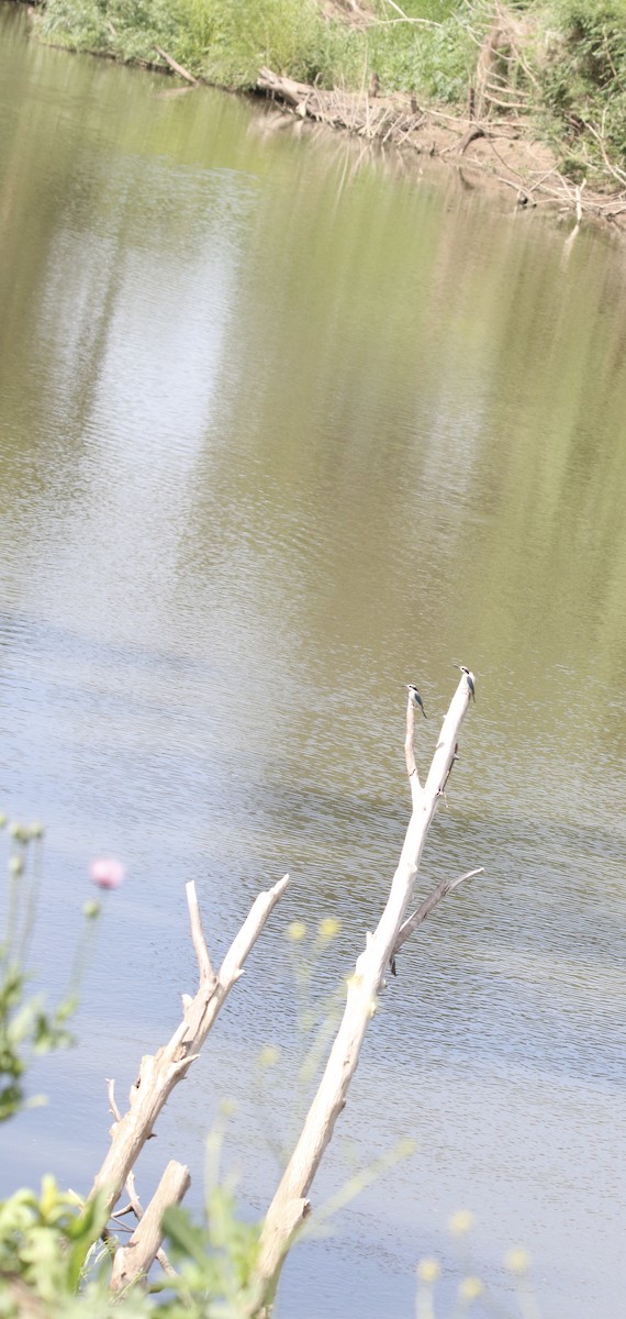 Red-backed Kingfisher - ML645252980