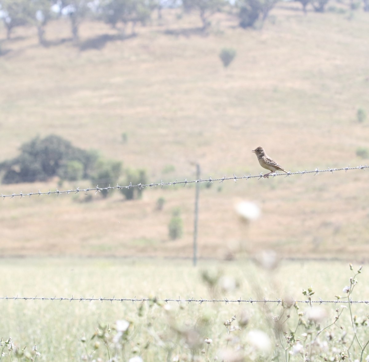 Alondra de Java - ML645252990