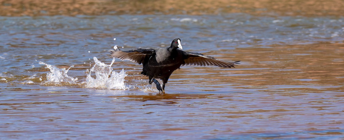 Eurasian Coot - ML645252991