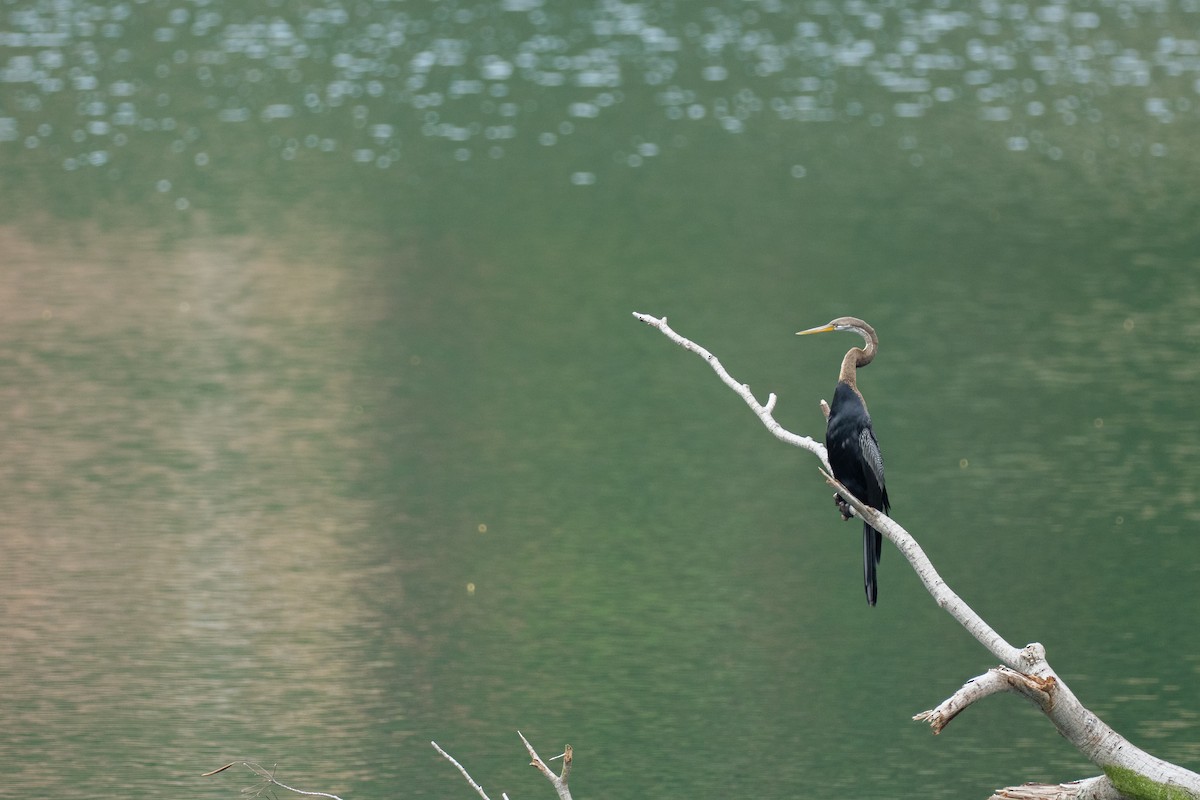 orientslangehals - ML645252993