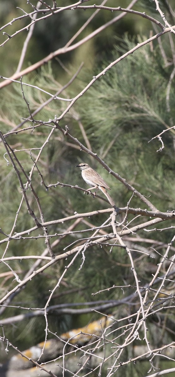 Rufous Songlark - ML645252998