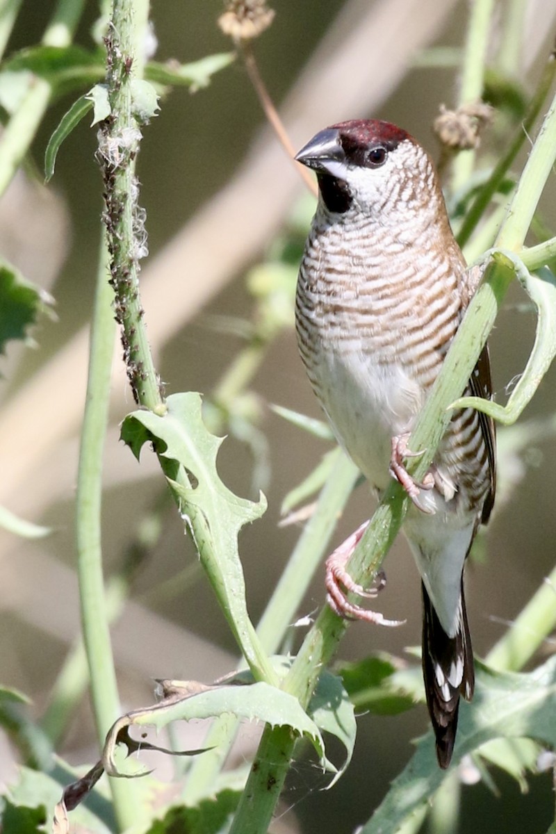 Plum-headed Finch - ML645253001
