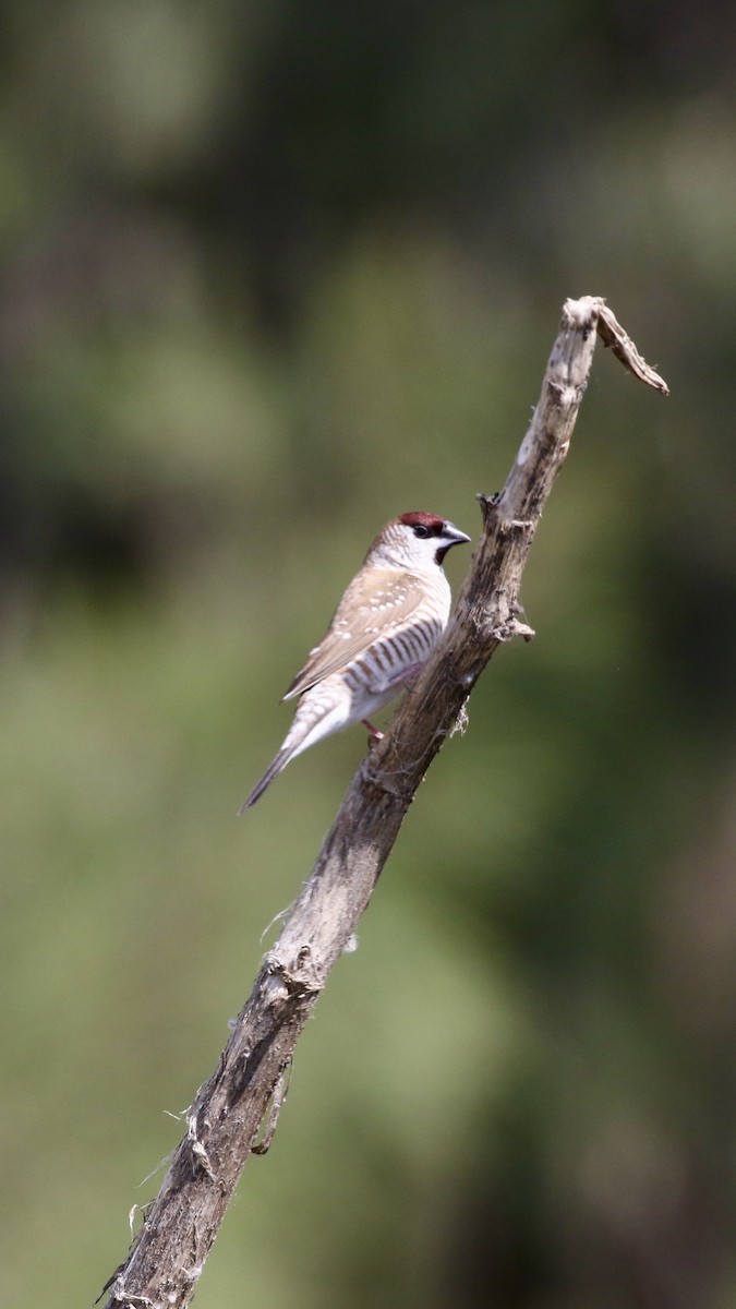Plum-headed Finch - ML645253002
