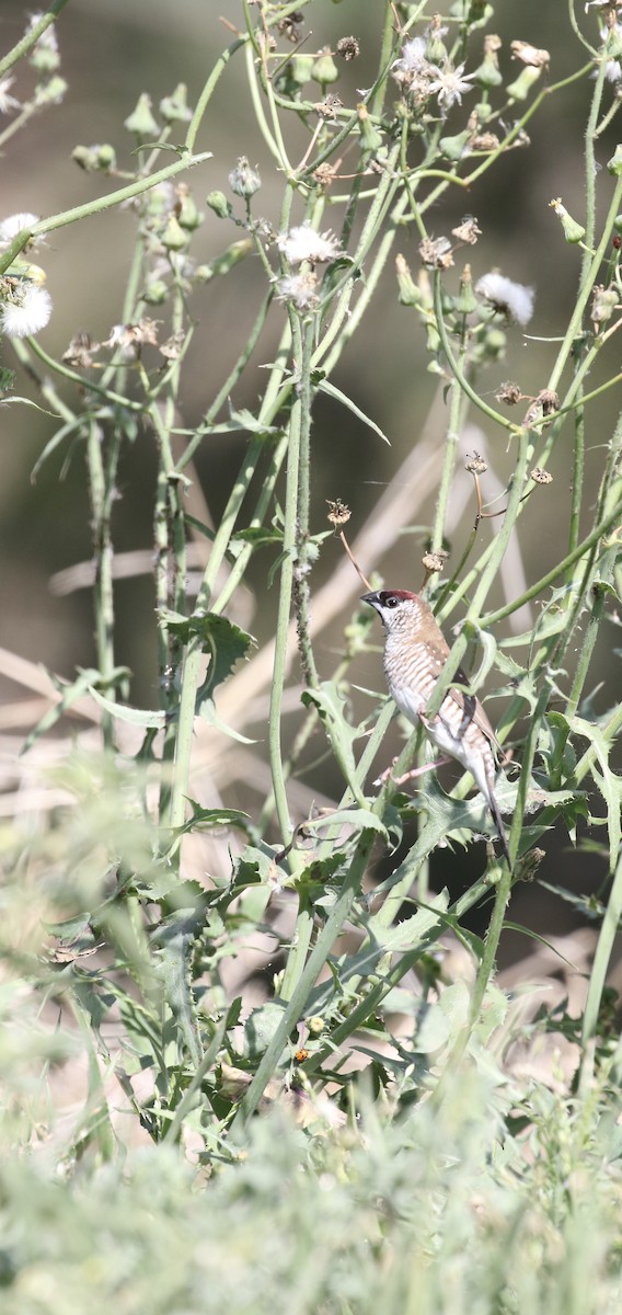 Plum-headed Finch - ML645253003