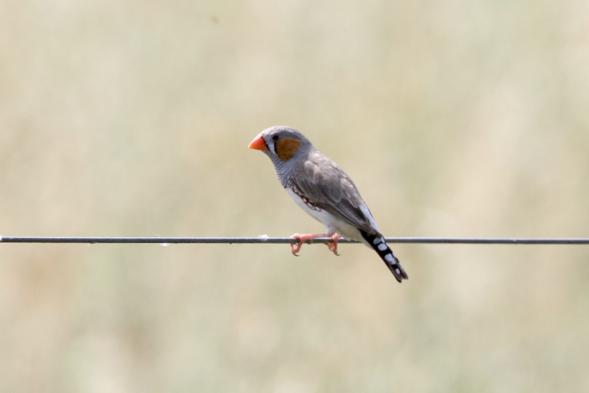 Zebra Finch - ML645253004