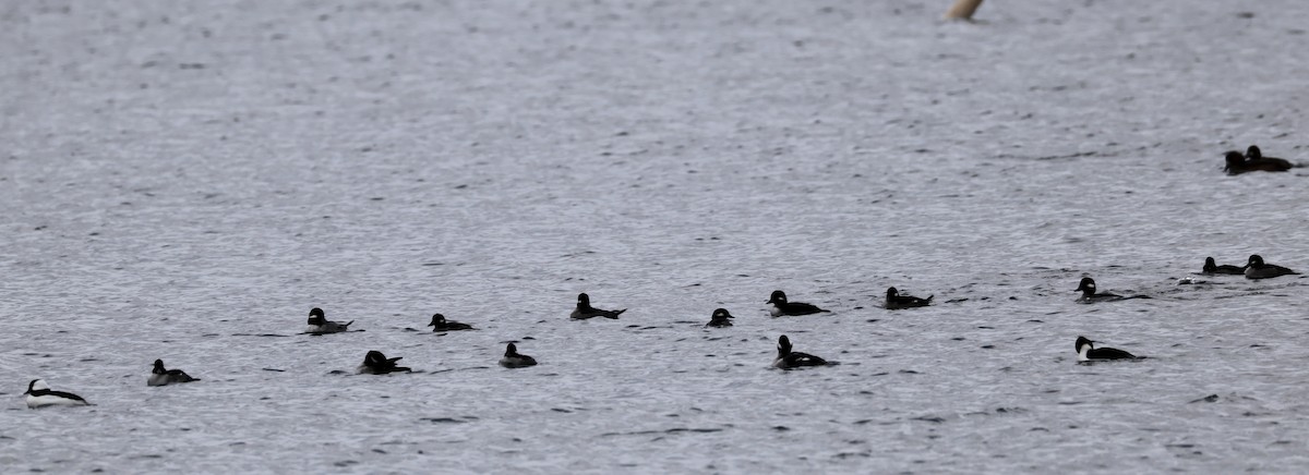 Гоголь-головастик - ML645253010