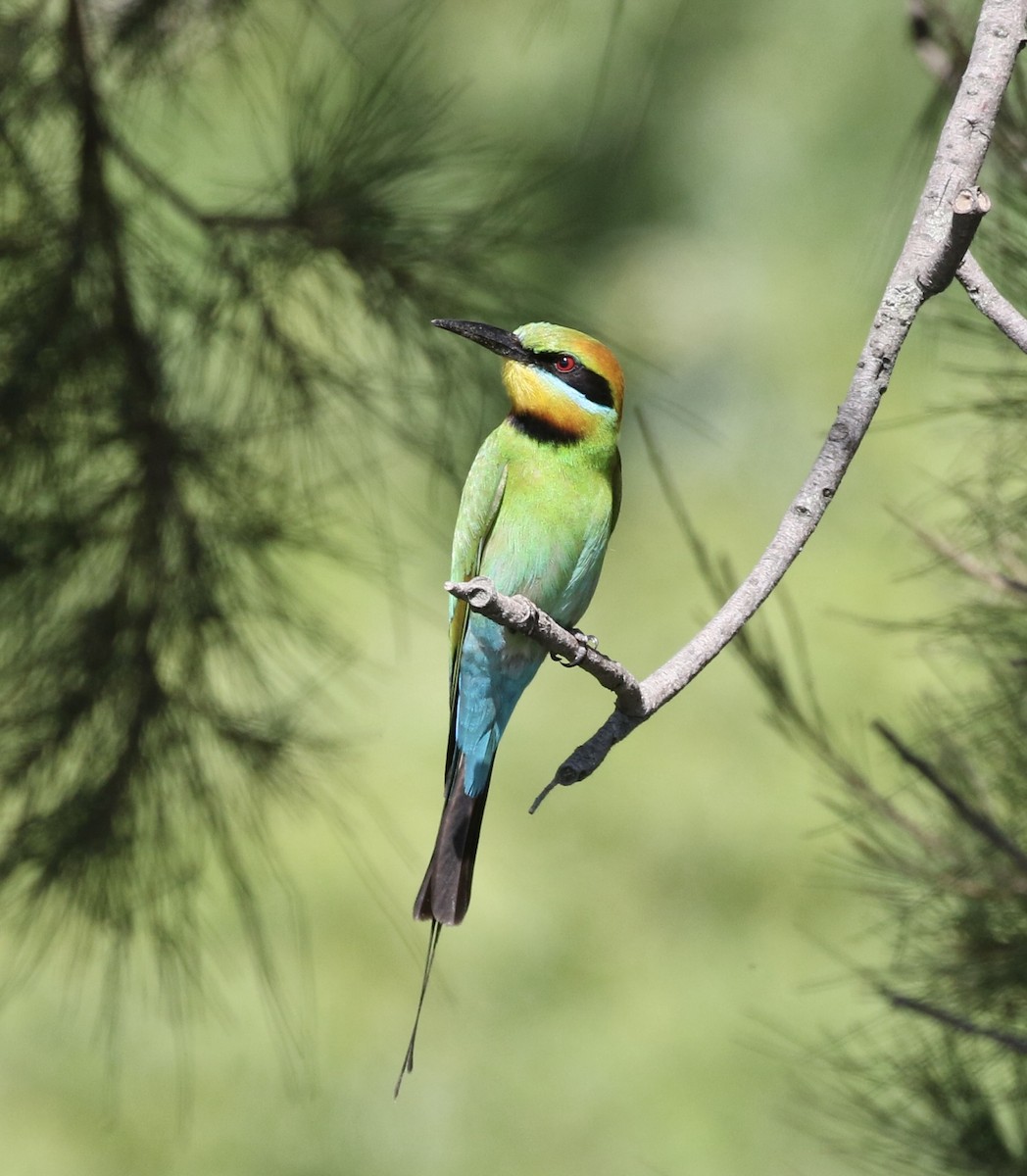 Rainbow Bee-eater - ML645253013