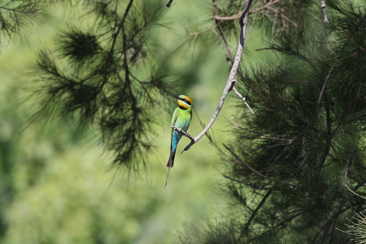 Rainbow Bee-eater - ML645253014