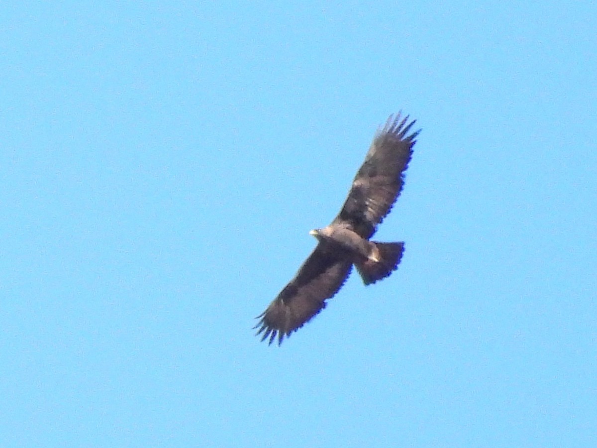eagle sp. - ML645253023