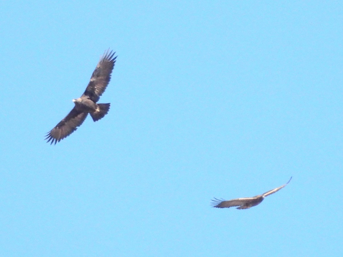 eagle sp. - ML645253024