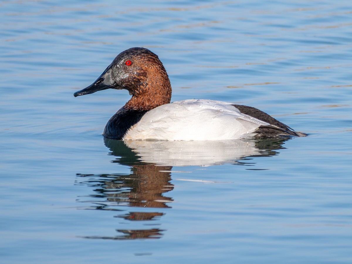 Büyük Elmabaş - ML645253026