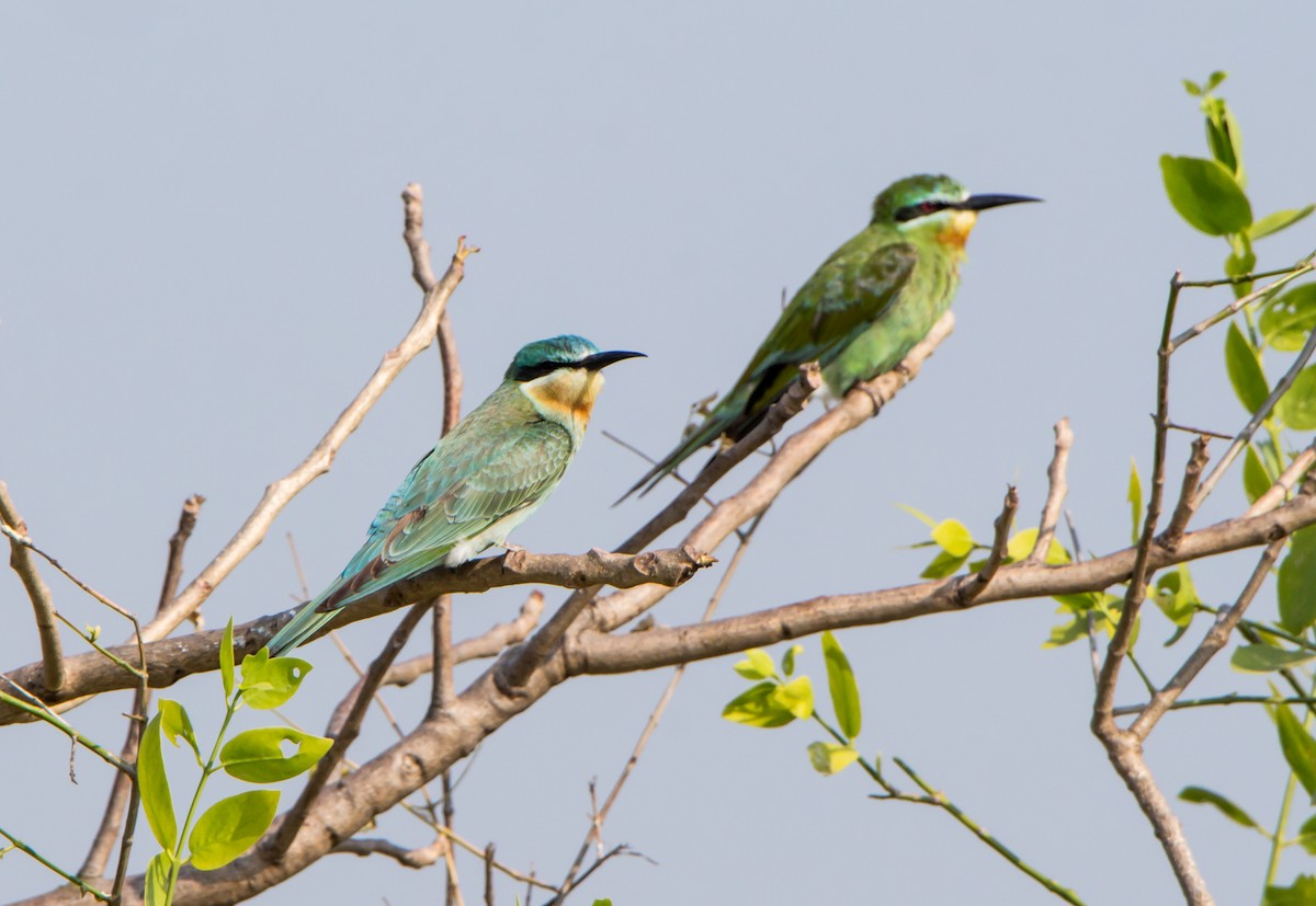 שרקרק ירוק - ML645253044