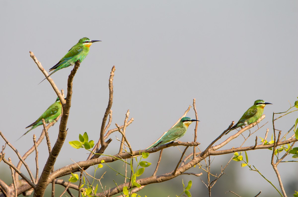 שרקרק ירוק - ML645253045