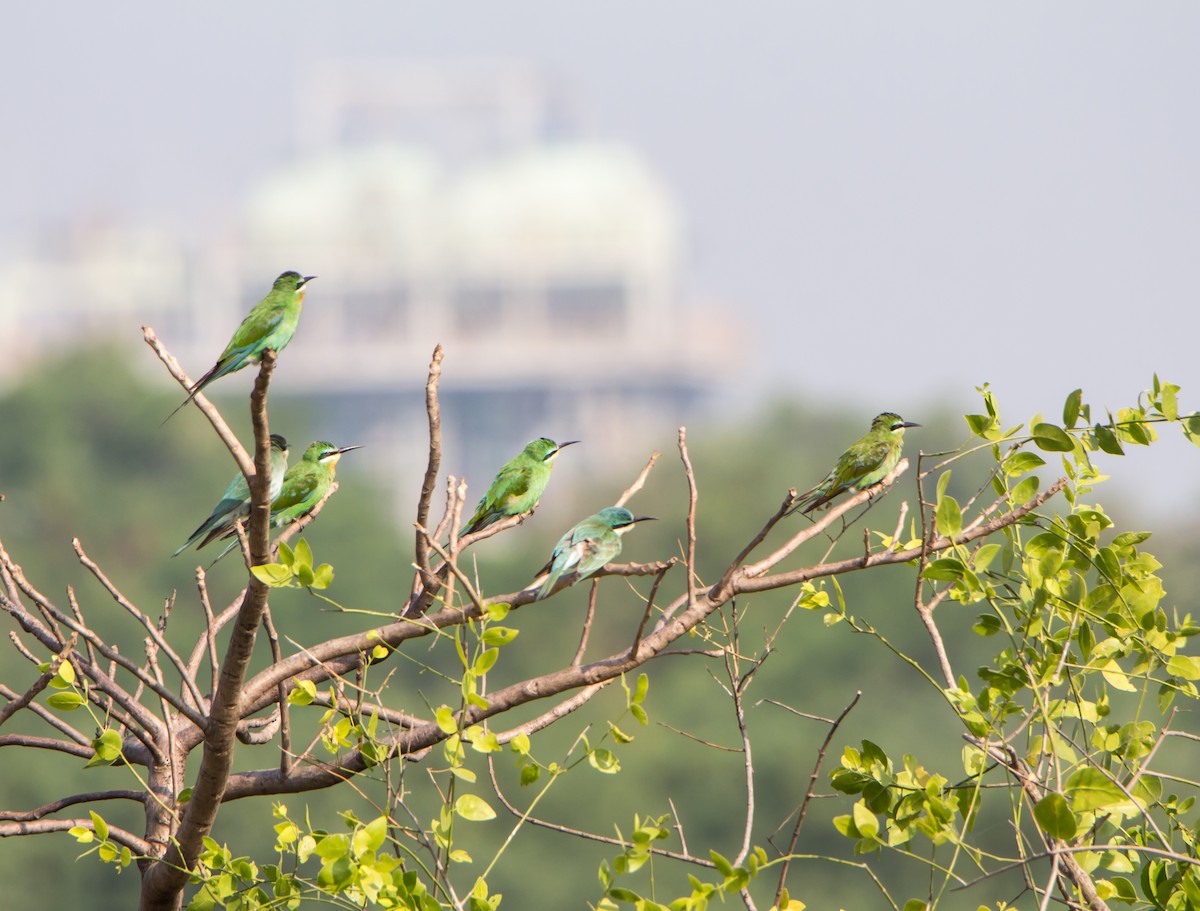 שרקרק ירוק - ML645253046
