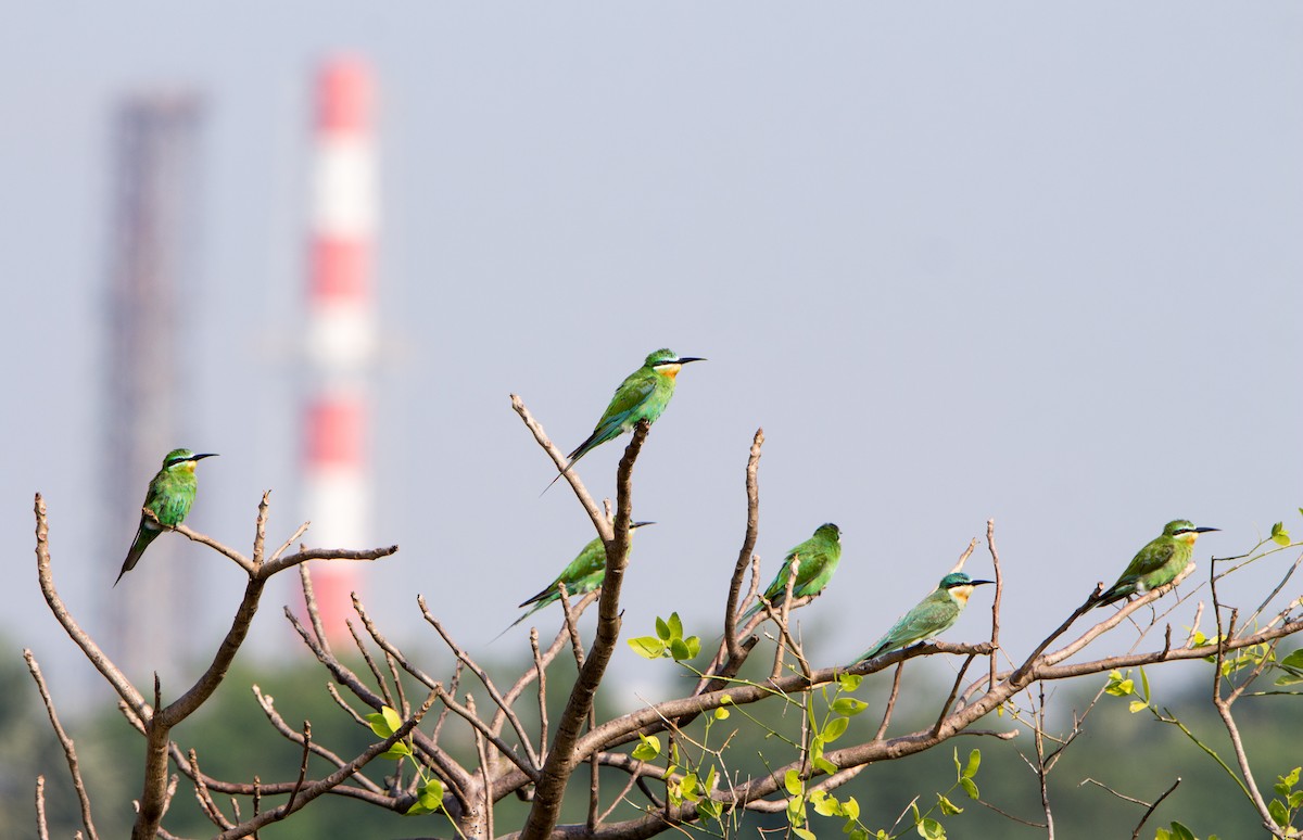שרקרק ירוק - ML645253047