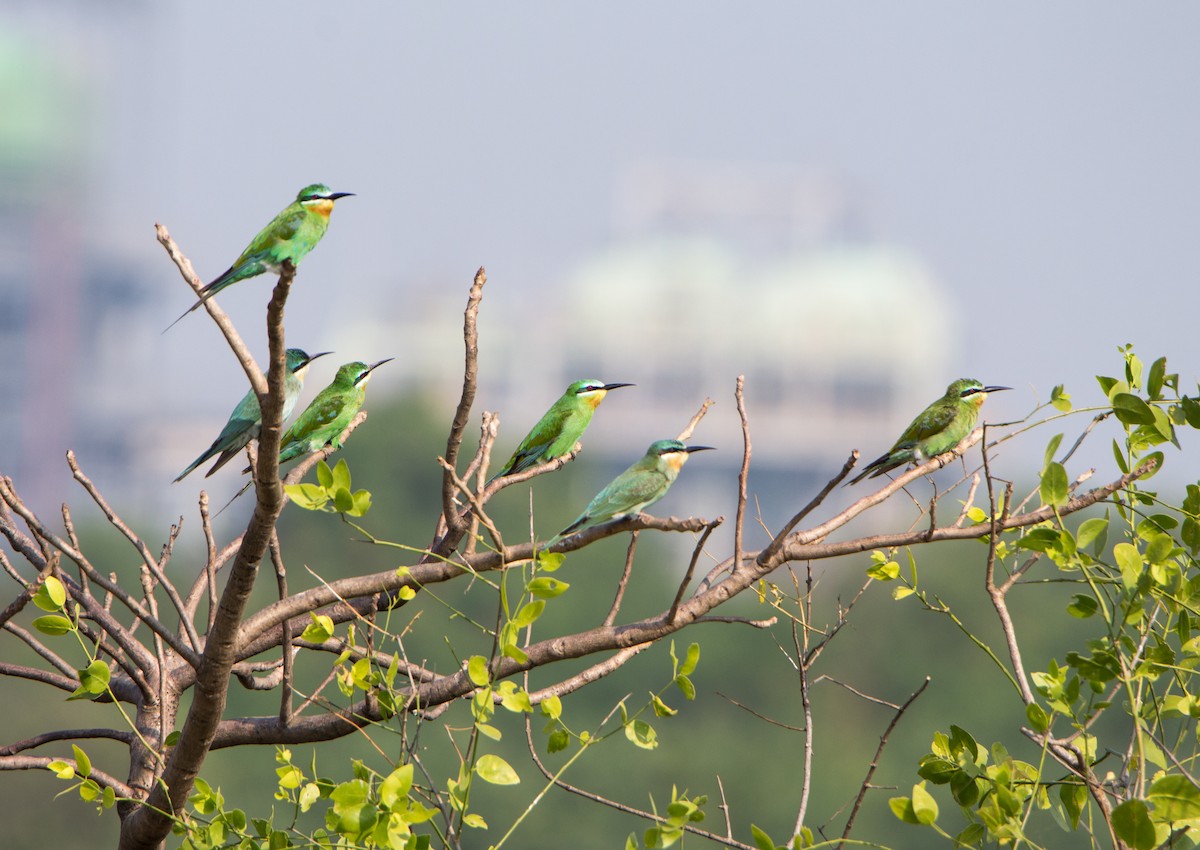 שרקרק ירוק - ML645253048