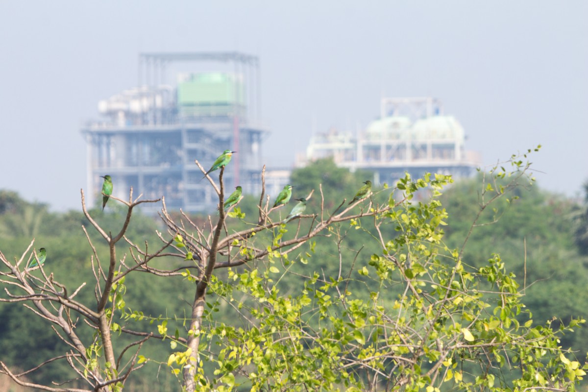 שרקרק ירוק - ML645253050