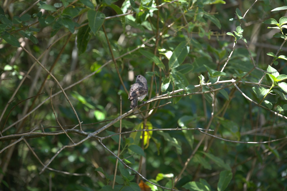 Golden Whistler - ML645253059