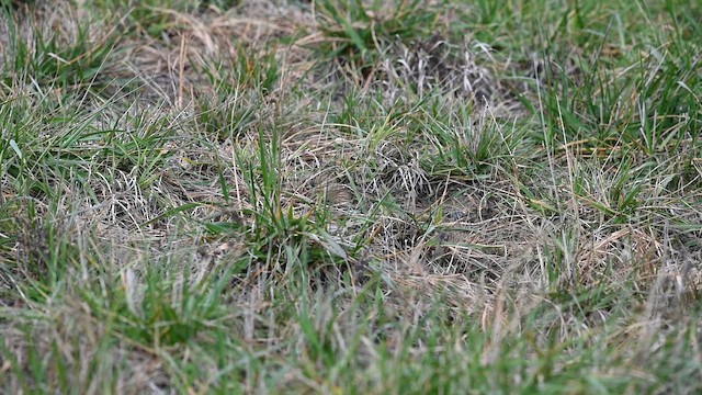 Smith's Longspur - ML645253065