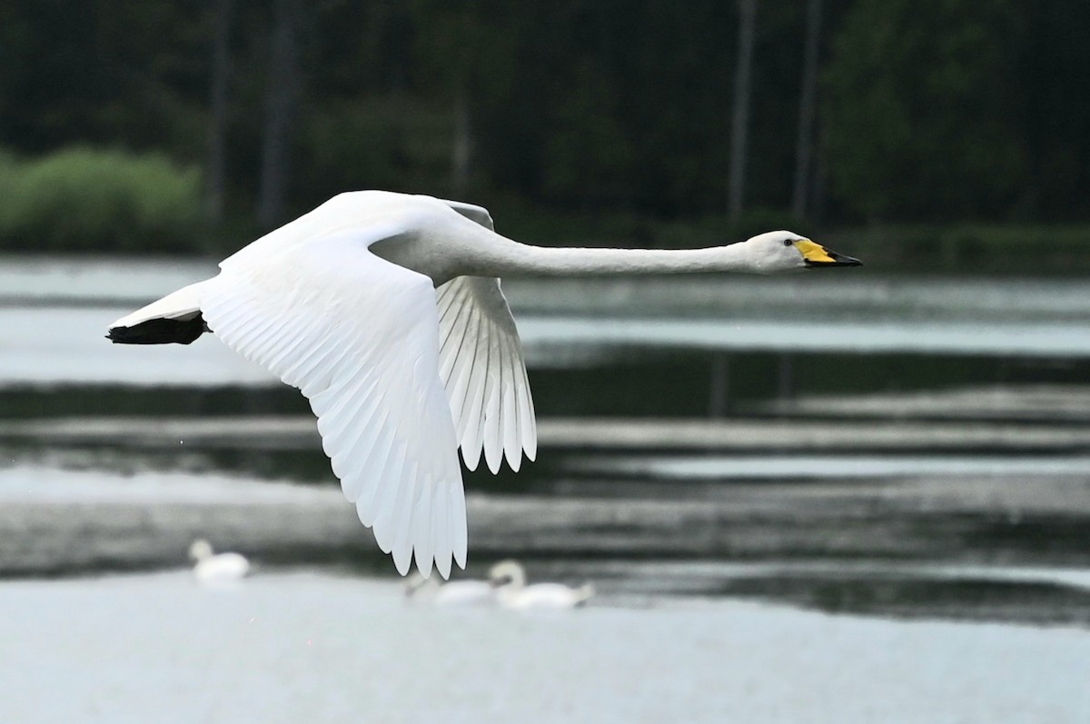 Whooper Swan - ML645253070