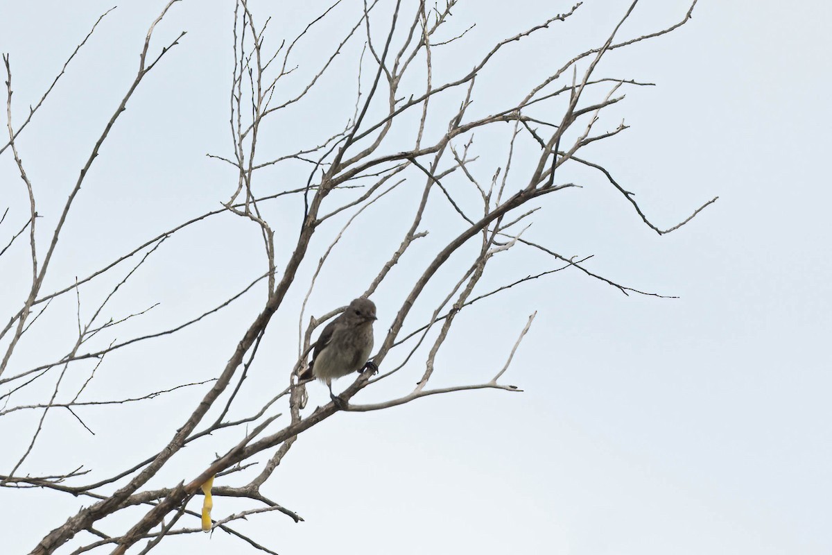 Mistletoebird - ML645253074