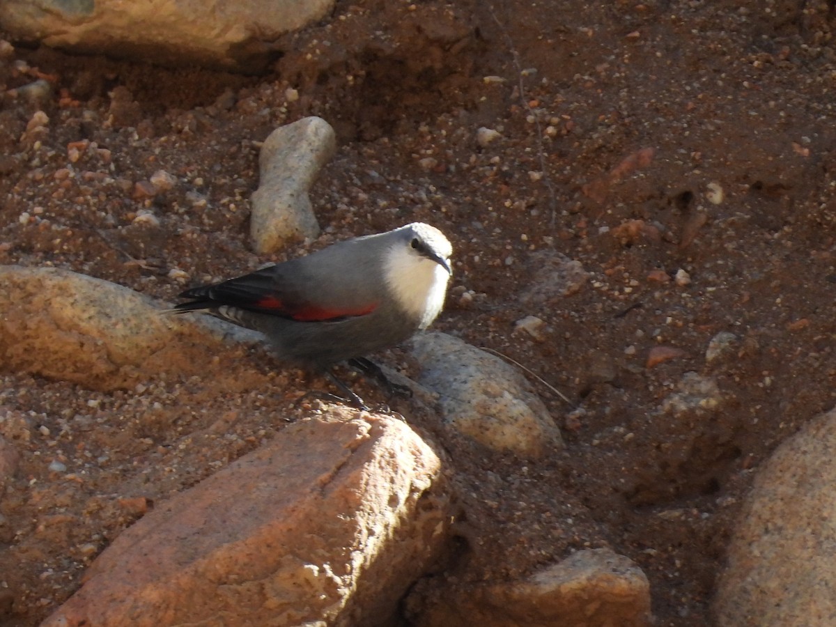 Wallcreeper - ML645253081