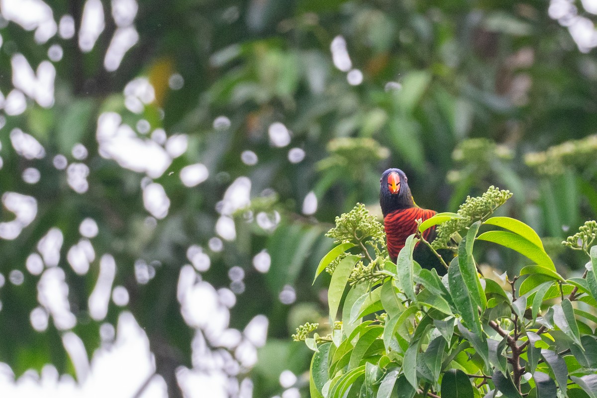 Coconut Lorikeet - ML645253082