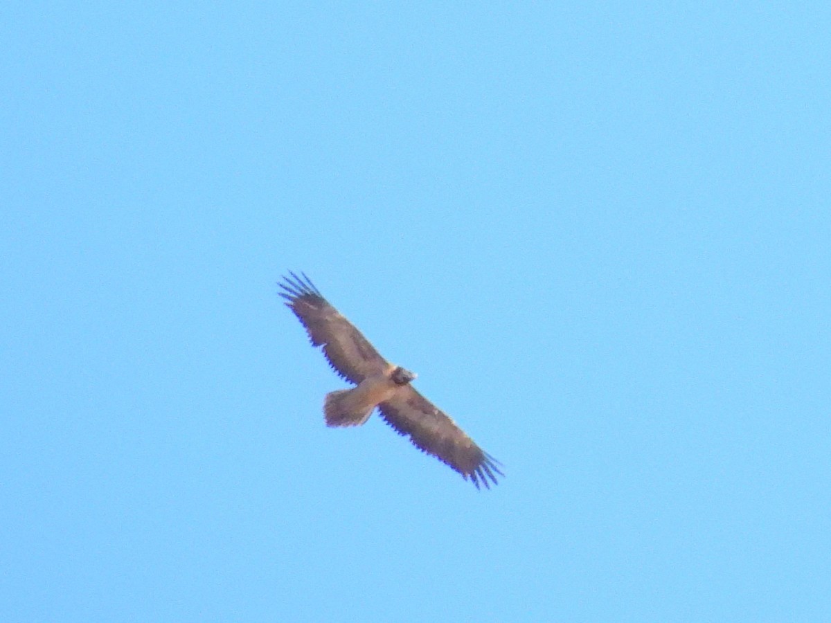 orlosup bradatý - ML645253092