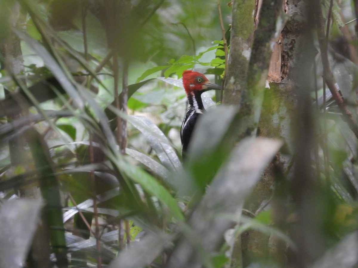 ハナジロエボシゲラ - ML645253098