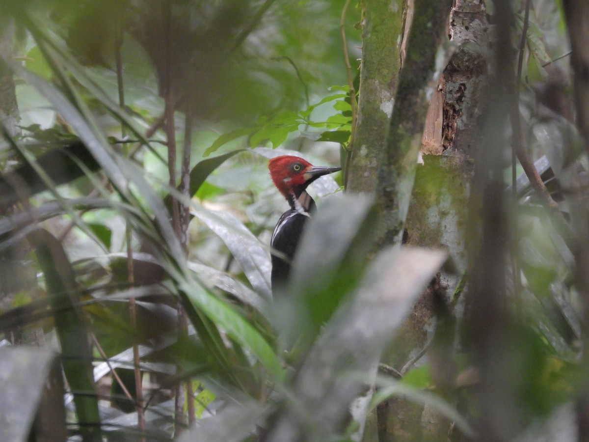 ハナジロエボシゲラ - ML645253099